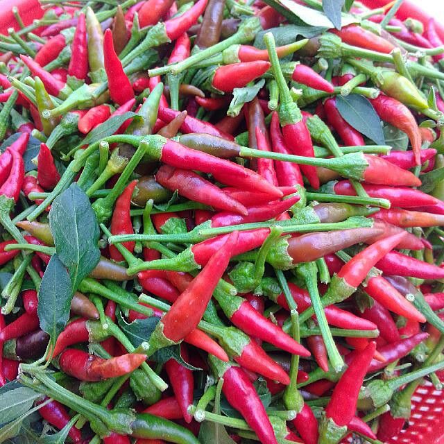 Seed Biji Benih Cili Padi Api Kampung Chili Bird Eye Lazada Ph