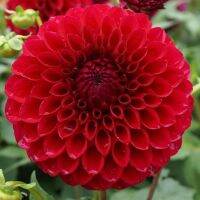 1 หัว/ออเดอร์ รักเร่ Dahlia rhizome สายพันธุ์ Boom Boom Red หัวรักเร่ ดอกไม้ หัวหน่อ เหง้า นำเข้า เนเธอร์แลน หัวสดใหม่