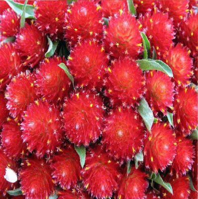 บานไม่รู้โรย เมล็ดพันธุ์ สีแดง Gomphrena Mix Seeds ดอกไม้ พรรณไม้ คุณภาพ 100 เมล็ด ปลูกง่าย ออกดอกบ่อย ทนฝน ทนแดด
