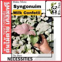 Nadthida syngonium milk confetii ออมมิวค์  ออมมิ้ว syngonuim Nadtida ต้นไม้ตายระหว่างขนส่ง เคลมฟรี