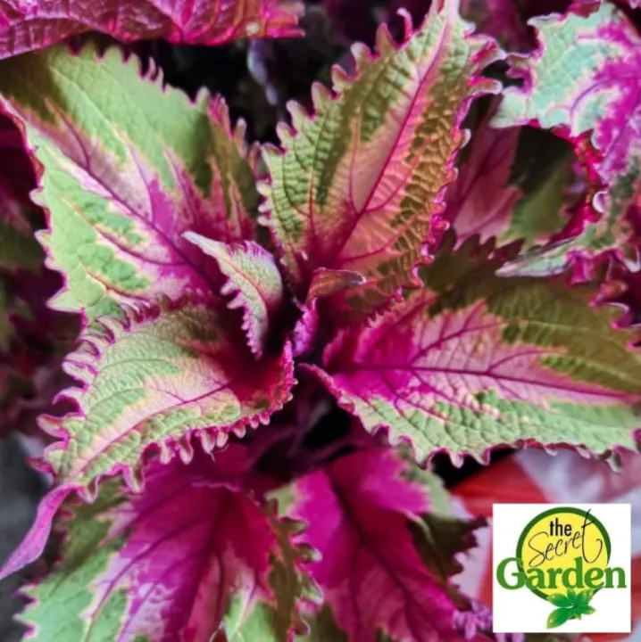 Mayana Coleus Peter's Wonder (Super Rare Mayana) with FREE plastic pot