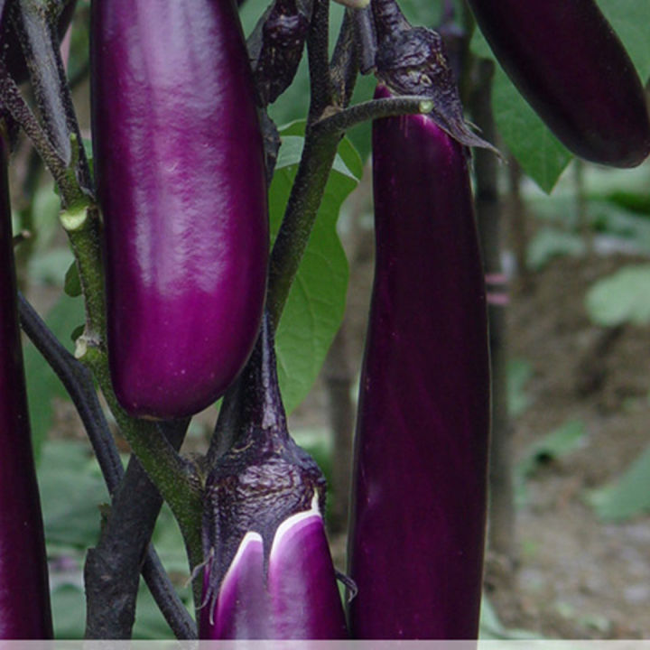 เมล็ดมะเขือยาวม่วงดำ-300เมล็ด-ขั้วและผมสีม่วงดำ-eggplant-seeds-เมล็ดมะเขือยาวสีม่วง-เมล็ดมะเขือยาวสีดำ