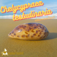 Andaman seashell เปลือกหอย หอยเบี้ยเต่า  (Chelycypraea testudinaria)