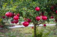 20 เมล็ด เมล็ดทับทิม (Pomegranate) สายพันธุ์ อาเมเนีย   อัตราการงอก 70-80% Pomegranate Seed  มีคู่มือปลูก