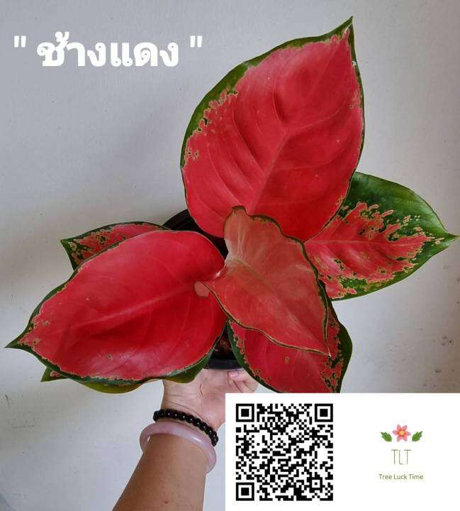 ต้นช้างแดง-aglaonema-sp-changdaeng-อโกลนีมา-ช้างแดง-ไม้มงคล-ไม้มงคลเรียกทรัพย์-ช้างแดง-บรรจุกระถางจัดส่ง