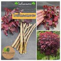 Woww สุดคุ้ม (7กิ่ง)(ขาย กิ่งพันธุ์) กิ่ง โพธิ์แดงแคระ Euphorbia cotinifolia กิ่งตัดสด กิ่งสด ต้น ต้นโพธิ์แดงแคระ วรรณคดี ราคาโปร พรรณ ไม้ น้ำ พรรณ ไม้ ทุก ชนิด พรรณ ไม้ น้ำ สวยงาม พรรณ ไม้ มงคล