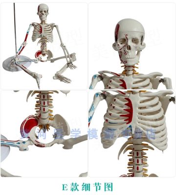 Human body skeleton model 85 170 45 cm skeleton model spine vertebra medical bone skeleton specimen