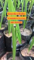 ( PRO+++ ) โปรแน่น.. ต้นอินทผาลัมพันบาฮี ทานผลสดเพาะเมล็ดพร้อมปลูก  ราคาสุดคุ้ม พรรณ ไม้ น้ำ พรรณ ไม้ ทุก ชนิด พรรณ ไม้ น้ำ สวยงาม พรรณ ไม้ มงคล