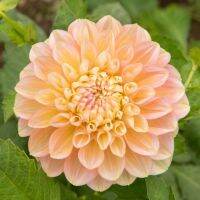 20 เมล็ดพันธุ์ รักเร่ Dahlia Seeds สายพันธุ์ HONEY DEW สีเหลือง รักเร่ รักแรกพบ ดอกไม้แห่งมิตรภาพ ความรักเริ่มต้น เพาะเลี้ยงง่าย ตั้งโต๊ะทำงาน