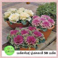 เมล็ดพันธุ์ ปูเล่คละสี 50 เมล็ด