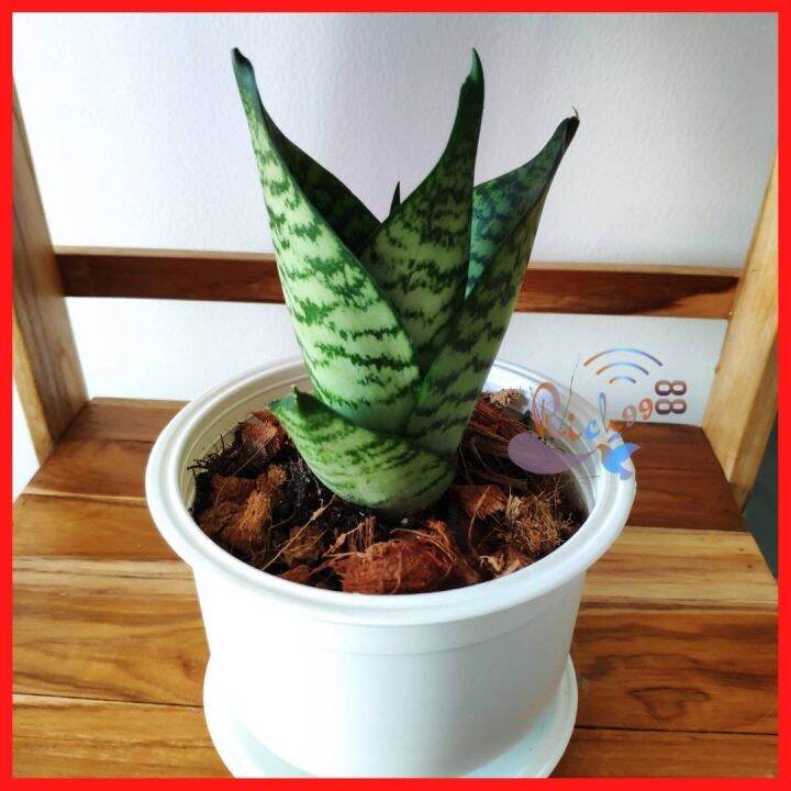 ลิ้นมังกรแคระ-เขียวลาย-ฮานิอาย-sansevieria-hahnii-พร้อมกระถาง-จานรอง-ต้นลิ้นมังกร-ต้นไม้มงคล-ต้นไม้ฟอกอากาศ-ไม้มงคล-ไม้มงคลแคระ-ต้นไม้แต่งห้อง