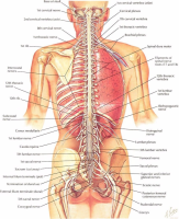 Human Back Bones Diagram-Canvas Art Poster Wall Canvas Decoration Gift-เหมาะสำหรับนักศึกษาแพทย์และมืออาชีพ