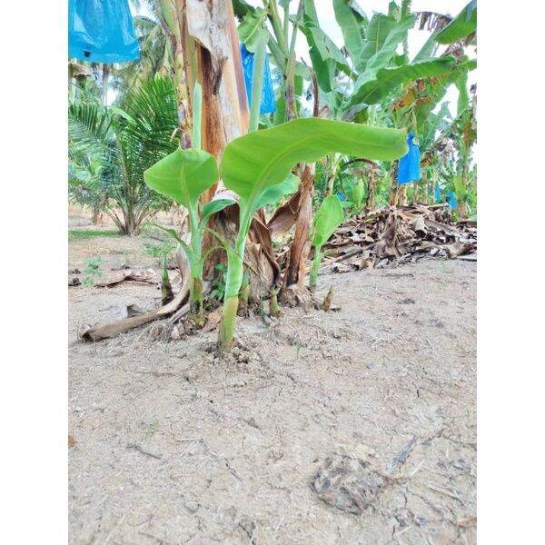 anak benih pisang tanduk,berangan,awak,abu,nangka,emas,rastali(sulur)🔥 ...