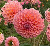 20 เมล็ดพันธุ์ รักเร่ Dahlia Seeds สายพันธุ์ LINDAS BABY สีส้ม รักเร่ รักแรกพบ ดอกไม้แห่งมิตรภาพ ความรักเริ่มต้น เพาะเลี้ยงง่าย ตั้งโต๊ะทำงาน