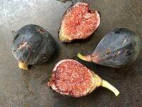 10 เมล็ด เมล็ดมะเดื่อฝรั่ง Figs สายพันธุ์ Violet de Bordeaux (วีดีบี) ของแท้ 100% มะเดื่อฝรั่ง หรือ ลูกฟิก (Fig) อัตราการงอก 70-80% Figs Seed มีคู่มือวิธีปลูก