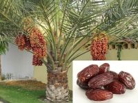 อินทผลัมเมล็ด 100% Deglet Nour heirloom date seeds.