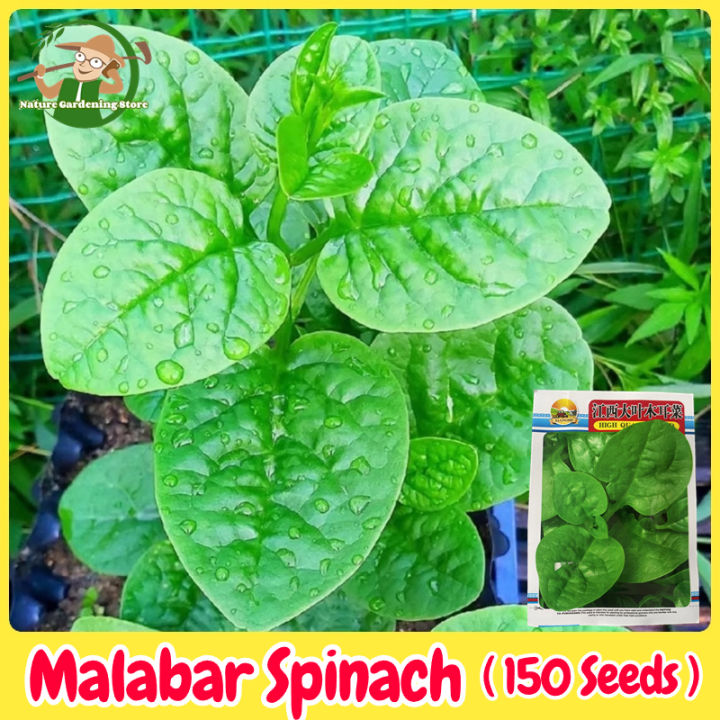 Fresh Organic Malabar Spinach Seeds Vegetable Seeds For Planting 150