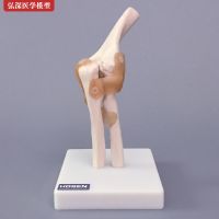 Elbow model elbow elbow mold skeleton structure of human body of radial bone ligaments orthopedic medical teaching props