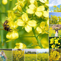 Ready Stock ( 200 ชิ้น / แพ็ค ) Canola Rape Seed เมล็ดพันธุ์ดอกไม้ ไม้ประดับ เมล็ดพันธุ์ผัก อุปกรณ์ทำสวน อุปกรการเกษตร ดอกไม้ปลูก ทิวทัศน์ที่สวยงาม - Seeds for Planting Vegetables - ปลูกง่าย ปลูกได้ทั่วไทย