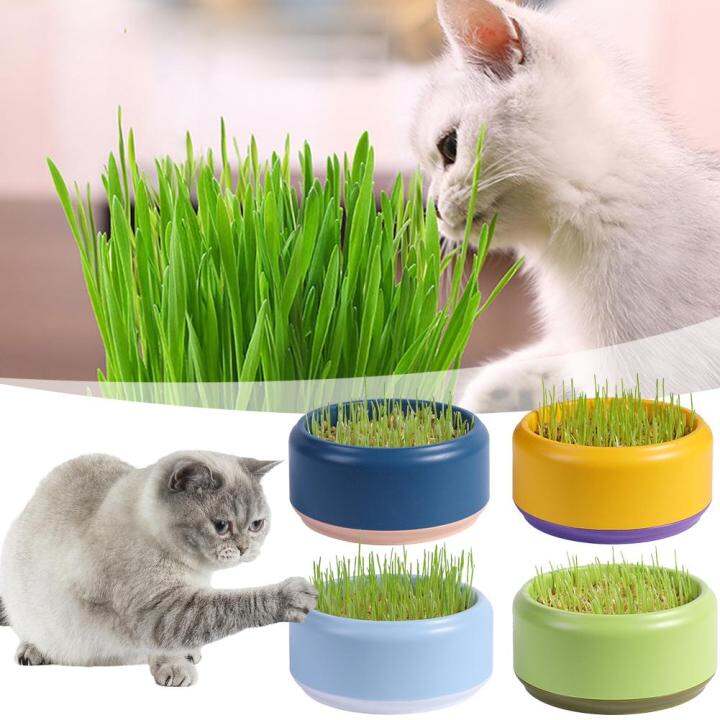 Cat Grass Pot Cat Grass Hydroponic Planting Box B2N7 Lazada PH