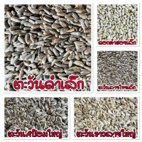 ทานตะวัน 5 ชนิด สำหรับนกแก้วทุกสายพันธุ์ และสัตว์ฟันแทะทุชนิด Sunflower Seed แบ่งขาย 500กรัม