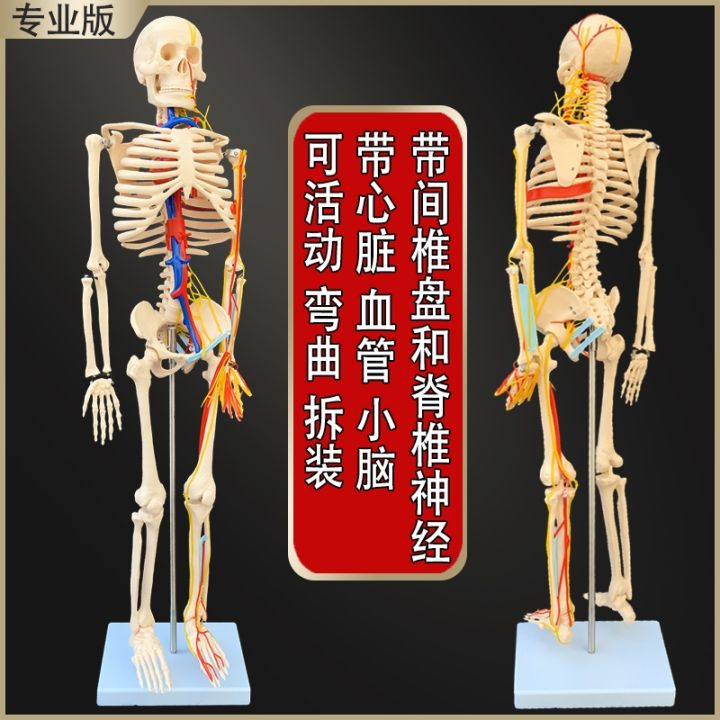 medicine-the-human-body-skeleton-model-adult-white-skeleton-skeleton-45-170-cm-model-teaching-vertebral-body-stents