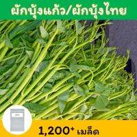 แพ็คสุดคุ้ม # ผักบุ้งแก้ว เมล็ดพันธุ์ 1,200+ เมล็ด (Thai Water Spinach Seeds) เมล็ดผักบุ้งไทย ผักบุ้งน้ำ ผักบุ้งเย็นตาโฟ ผักบุ้งโอ่ง