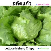 เมล็ดพันธุ์ผักสลัด สลัดแก้ว Lettuce Iceberg Crispy ซองละ 200 เมล็ด ราคาประหยัด
