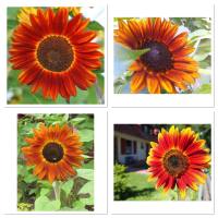 เมล็ดพันธุ์ ทานตะวัน สีแดง (Velvet Queen Sunflower Seed) บรรจุ 40 เมล็ด ทานตะวันดอกสีส้มออกแดง