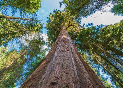 เมล็ด สนยักษ์ ซีคัวญ่า ไจแอนท์ เรดวู๊ด (Sequoia Giganteum) / ซองละ 20 เม็ด จาก โปรตุเกส