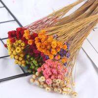 hotx【DT】 50pcs / lot Happy Dried Bouquet Decoration Real Diy Arrangement Shooting Props