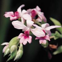 เอื้องน้ำเต้า Calanthe rubens Ridl 2 หน่อ / ชุด การันเท เอื้องอั่วพวงมณีไพร คาลันเท คาลันเท เป็นกล้วยไม้พื้นเมืองของเรา หายากมาก ดอกสวย