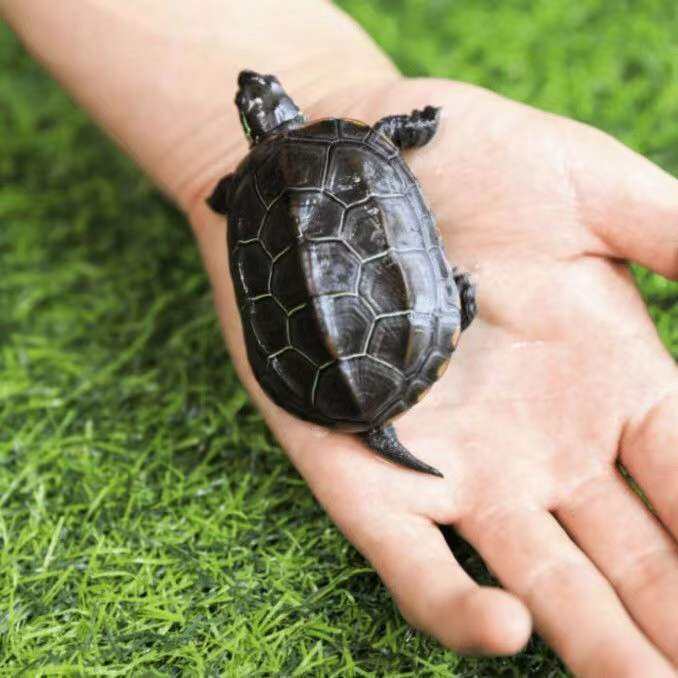 Small turtle living pet outside the pond cold water turtle full black ...