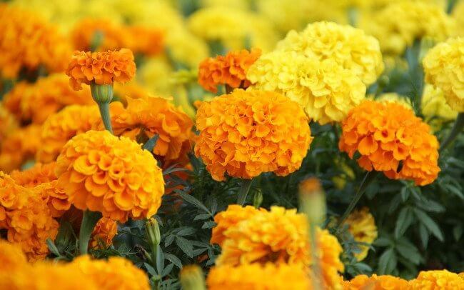 เมล็ด-ดาวเรืองสีส้ม-orange-marigold-40-50เมล็ด-ปลูกได้ตลอดปีทุกสภาพอากาศ-ปลูกง่ายรายได้ดี-ดอกไม้ทานได้-ซองละ-29-บาท