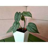 philodendron brantianum ใบประกายเงิน