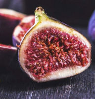 ต้นมะเดื่อฝรั่ง ฟิก สายพันธุ์คุโรมิตสุ  Kurume Fig "Kuromitsu" ต้นกิ่งตอน กระถาง 10 นิ้ว