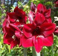 ว่านสี่ทิศฮอลแลนด์ Amaryllis Royal Velvet สินค้านำเข้า แช่เย็นแล้ว