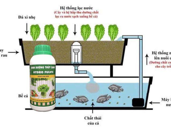 Chi tiết hơn 73 về mô hình nuôi cá trồng rau mới nhất thdonghoadian #26 Chi tiết hơn 73 về mô hình nuôi cá trồng rau mới nhất thdonghoadian