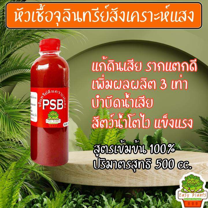 จุลินทรีย์สังเคราะห์แสง-ขนาด-500-ml-psb-แช่เมล็ด-แช่กิ่งตอน-แก้ดินเสีย-รากเดินดี-บำบัดน้ำเสีย-ลดการใช้ปุ๋ย-พืชแข็งแรง