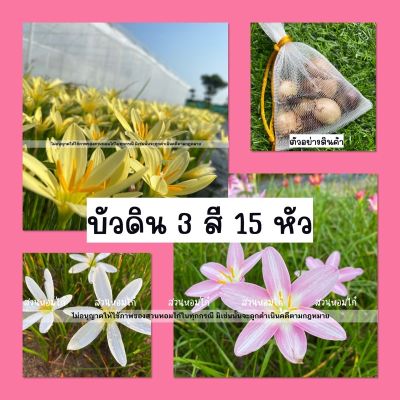 🌈บัวดิน 3 สี 15 หัวคละขนาด🌈