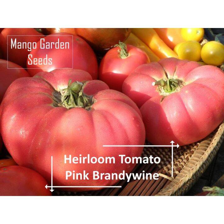 Heirloom Brandywine Pink Tomato Seeds Pot Friendly* Tanam Pasu, Large