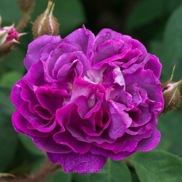 30-เมล็ด-เมล็ดพันธุ์-william-lobb-สายพันธุ์อังกฤษ-ดอกกุหลาบ-นำเข้าจากอังกฤษ-ดอกใหญ่-พร้อมคู่มือปลูก-english-rose-seed