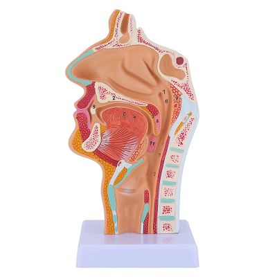 Nasal Cavity Throat Anatomy Model Human Anatomical Pharynx Larynx Model for Students Study Display Teaching