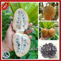 30 เมล็ด น้อยโหน่ง Custard apple เมล็ดน้อยโหน่ง ชื่ออื่นๆ  มะดาก เร็งนา หนอนลาว หมากอ้อ