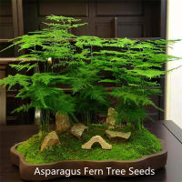 [Fast Germination] ปลูกง่าย ปลูกได้ทั่วไทย ของแท้ 100% 50Pcs Asparagus Fern Tree Seeds, Indoor Bonsai Seed ต้นไม้ฟอกอากาศ ต้นไม้มงคล ไม้ประดับ ต้นบอนไซ เมล็ดพันดอกไม้ Plants Seeds for Home &amp; Garden