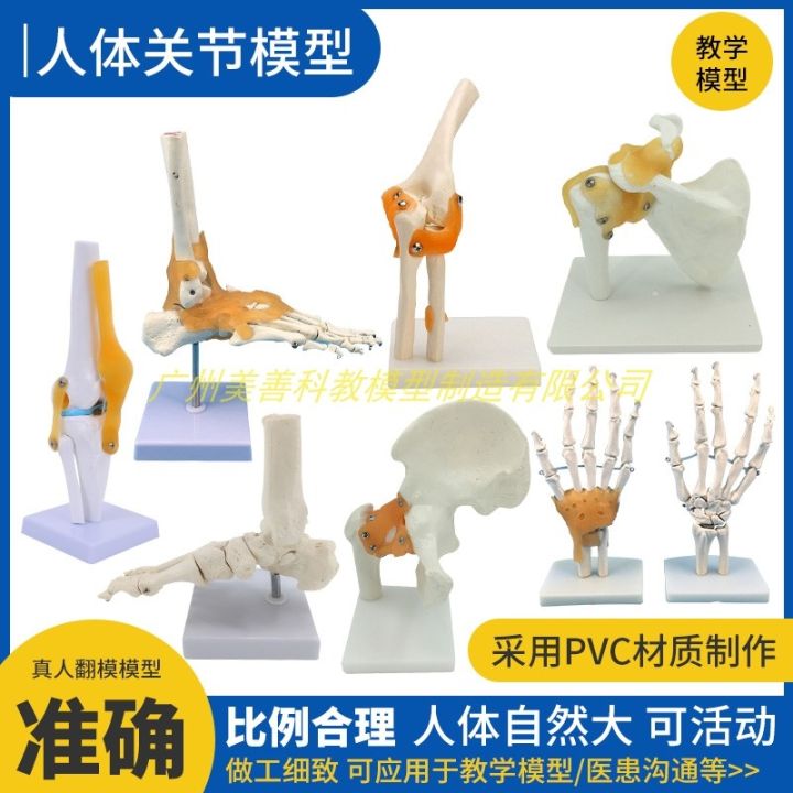 model-of-human-knee-joint-shoulder-joint-elbow-joints-feet-hip-joints-model-1-1-bones