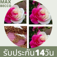 30 เมล็ด เมล็ดพันธุ์ กุหลาบ White Pink Rose Rose seed ดอกใหญ่ นำเข้าจากต่างประเทศ พร้อมคู่มือ เมล็ดสดใหม่