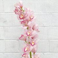 30 เมล็ดพันธุ์ เมล็ดกล้วยไม้ กล้วยไม้ ซิมบิเดียม (Cymbidium Orchids) Orchid flower seeds อัตราการงอก 80-85%