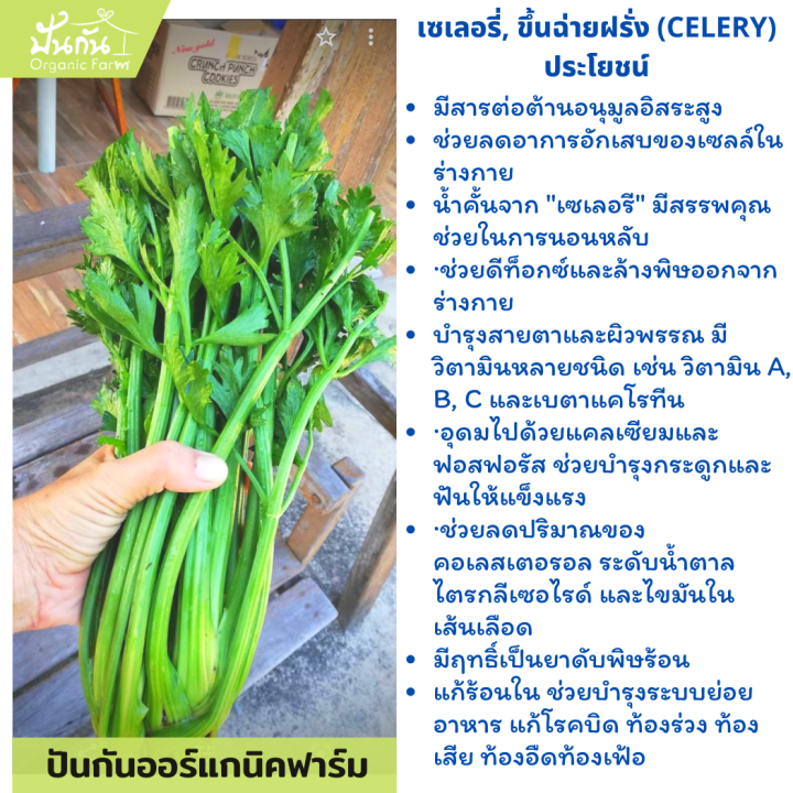 เมล็ดพันธุ์-celery-เซเลอรี่-ขึ้นฉ่ายฝรั่ง-คึ่นช่ายยักษ์-เซเลรี่-บรรจุ250-เมล็ด-ผักสวนครัว-พร้อมเอกสารแนะนำการปลูก-organic-celery-จากปันกันออร์แกนิคฟาร์ม