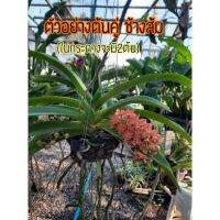 มาใหม่ กล้วยไม้ช้าง ต้นคู่ อายุ 4-5 (ในกระถางมี2ต้น) คุ้มมาก คุ้มสุดสุด ต้นไม้ ฟอก อากาศ กระถาง ต้นไม้ ไม้ ประดับ ต้นไม้ ปลูก ใน บ้าน